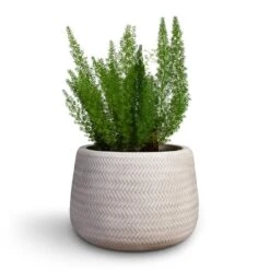 Angle Darcy Plant Pot - White 6 Angle Darcy Plant Pot - White -Indoor Plant Store Asparagus densiflorus Myersii Foxtail Fern 17x45cm Angle Darcy Plant Pot White 34.5x24cm 2