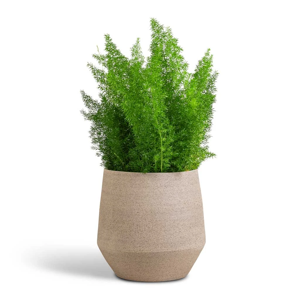 Humus Plant Pot - Concrete 2 Humus Plant Pot - Concrete - Image 2