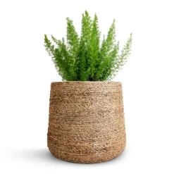 Asparagus Densiflorus Myersii - Foxtail Fern 22 Asparagus Densiflorus Myersii - Foxtail Fern -Indoor Plant Store Asparagus densiflorus Myersii Foxtail Fern 17x60cm Patt Plant Pot Straw Grass 25x22cm