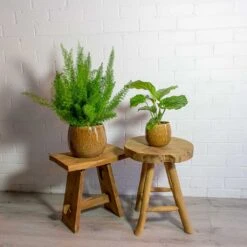 Asparagus Densiflorus Myersii - Foxtail Fern 30 Asparagus Densiflorus Myersii - Foxtail Fern -Indoor Plant Store Asparagus densiflorus Myersii Foxtail Fern Calathea orbifolia mischa caramel plant pot e4d49e01 2bd8 4947 8f7b 7f7f5c325a3c