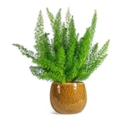 Asparagus Densiflorus Myersii - Foxtail Fern 20 Asparagus Densiflorus Myersii - Foxtail Fern -Indoor Plant Store Asparagus densiflorus Myersii Foxtail Fern Mischa Plant Pot Caramel