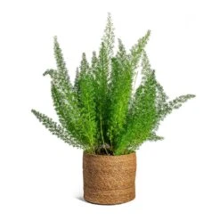 Asparagus Densiflorus Myersii - Foxtail Fern 29 Asparagus Densiflorus Myersii - Foxtail Fern -Indoor Plant Store Asparagus densiflorus Myersii Foxtail Fern Stef Plant Baskets Set of 5 Camel c8f138dc 7860 445c bb25 cc89124c3d6b