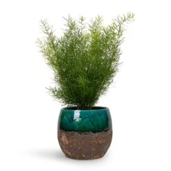 Lindy Plant Pot - Black Green -Indoor Plant Store Asparagus densiflorus Sprengeri Emerald Feather Fern 12x30cm Lindy Plant Pot Black Green 19x16cm 0a45d4e0 b2e5 41bd b0bc df73db86c54b