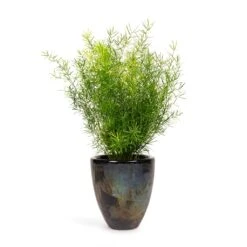 Asparagus Densiflorus Sprengeri - Emerald Feather Fern 16 Asparagus Densiflorus Sprengeri - Emerald Feather Fern -Indoor Plant Store Asparagus densiflorus Sprengeri Emerald Feather Fern 12x30cm Livin Beauty Flowerpot Black Silver Smooth 15x17cm
