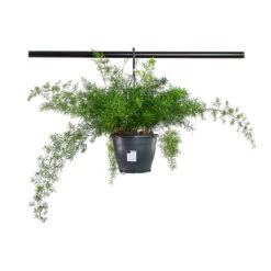 Asparagus Densiflorus Sprengeri - Emerald Feather Fern 17 Asparagus Densiflorus Sprengeri - Emerald Feather Fern -Indoor Plant Store Asparagus densiflorus Sprengeri Emerald Feather Fern 19cm