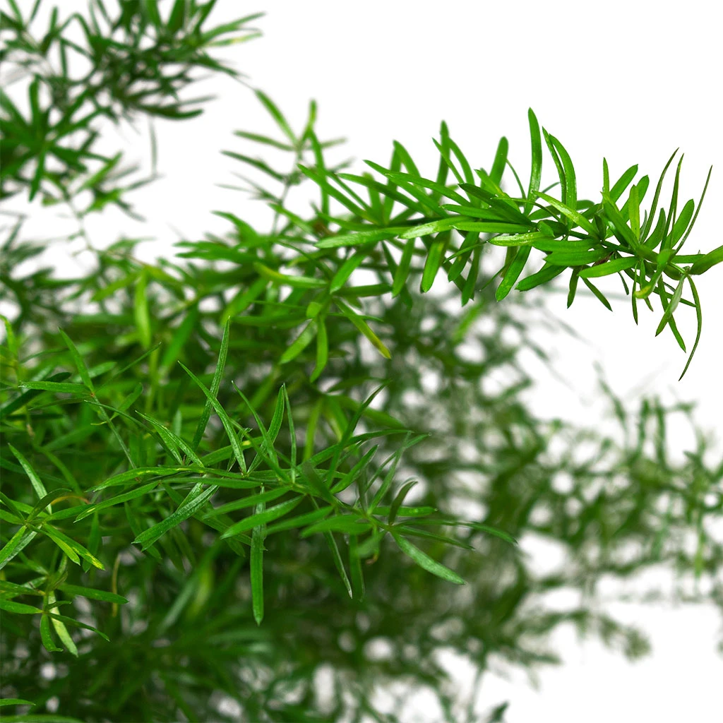 Asparagus Densiflorus Sprengeri - Emerald Feather Fern 2 Asparagus Densiflorus Sprengeri - Emerald Feather Fern - Image 2