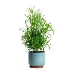 Malibu Plant Pot - Blue 9 Malibu Plant Pot - Blue -Indoor Plant Store Asparagus falcatus Sicklethorn Malibu Plant Pot 72c99a65 1c7f 4626 b9c3 09019c94725a