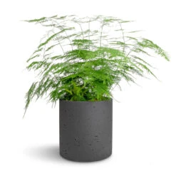 Puk Plant Pot - Black Washed -Indoor Plant Store Asparagus setaceus Lace Fern 21x50cm Puk Plant Pot Black Washed 25x25cm 0e735bee 66dd 42bb 8f1c dc8b60022cb3
