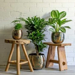 Kian Metal Plant Pots - Set Of 3 - Large - Sky Burn -Indoor Plant Store Asparagus setaceus Lace Fern Dracaena fragrans Compacta Branched Aglaonema Diamond Bay Chinese Evergreen Kian Metal Plant Pots Set of 3 large Sky Burn