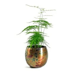 Kian Metal Plant Pots - Set Of 3 - Large - Sky Burn -Indoor Plant Store Asparagus setaceus Lace Fern Kian Metal Plant Pots Set of 3 Large Sky Burn 5a4f7898 3bd3 467e 8bf2 18f6960f7d26