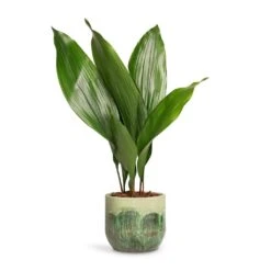 Moon Plant Pot - Jungle 24 Moon Plant Pot - Jungle -Indoor Plant Store Aspidistra Cast Iron Plant 13x50cm Moon Plant Pot Jungle 15x13cm