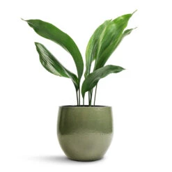 Zembla Plant Pot - Green 28 Zembla Plant Pot - Green -Indoor Plant Store Aspidistra Cast Iron Plant 13x50cm Zembla Plant Pot Green 18x16cm 438fa13c bb40 491d 93ba a5233b4aa1a4