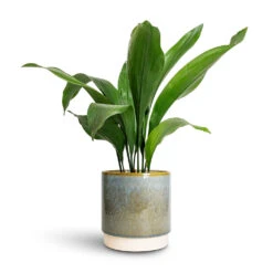 Copenhagen Plant Pot - Aqua -Indoor Plant Store Aspidistra Cast Iron Plant 15x60cm Copenhagen Plant Pot Aqua 18.5x19.5cm