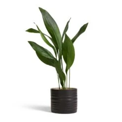 Hadleigh Plant Pot - Charcoal 14 Hadleigh Plant Pot - Charcoal -Indoor Plant Store Aspidistra Cast Iron Plant 17x70cm Hadleigh Plant Pot Charcoal 20x17.5cm 4b0a8f08 6716 4a5f 9c8f 049328a1ff68