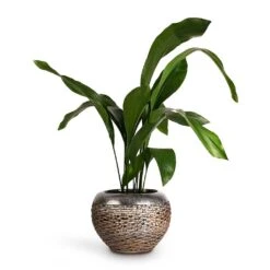Luxe Lite Layer Globe Planter - Bronze 14 Luxe Lite Layer Globe Planter - Bronze -Indoor Plant Store Aspidistra Cast Iron Plant 17x80cm Luxe Lite Layer Globe Planter Bronze 28x20cm