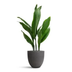 Mini Jesslyn Plant Pot - Black Washed -Indoor Plant Store Aspidistra Cast Iron Plant 19x80cm Mini Jesslyn Plant Pot Black Washed 25x21cm 2ecd7d84 84e6 4921 8e66 f8a67eb2b295