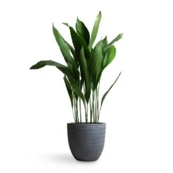 Angle Couple Plant Pot - Grey -Indoor Plant Store Aspidistra Cast Iron Plant 24x110cm Angle Couple Plant Pot Grey 30x28cm
