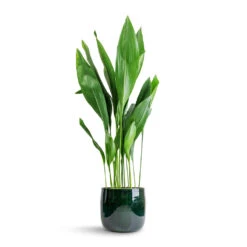 Babet Plant Pot - Pine -Indoor Plant Store Aspidistra Cast Iron Plant 24x110cm Babet Plant Pot Pine 27x23cm 7e7a82c5 86b2 41b4 ad1b 469fe876de35
