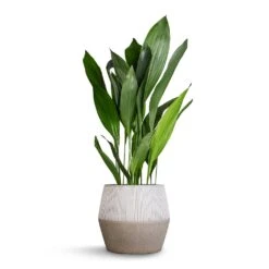 Harley Plant Pot - Ridged White Stripe -Indoor Plant Store Aspidistra Cast Iron Plant 24x110cm Harley Cement Stone Plant Pot Granite Grey 37x34cm