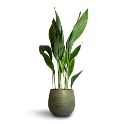 Lydia Plant Pot - Shiny Green -Indoor Plant Store Aspidistra Cast Iron Plant 24x110cm Lydia Plant Pot Shiny Green 31x28cm