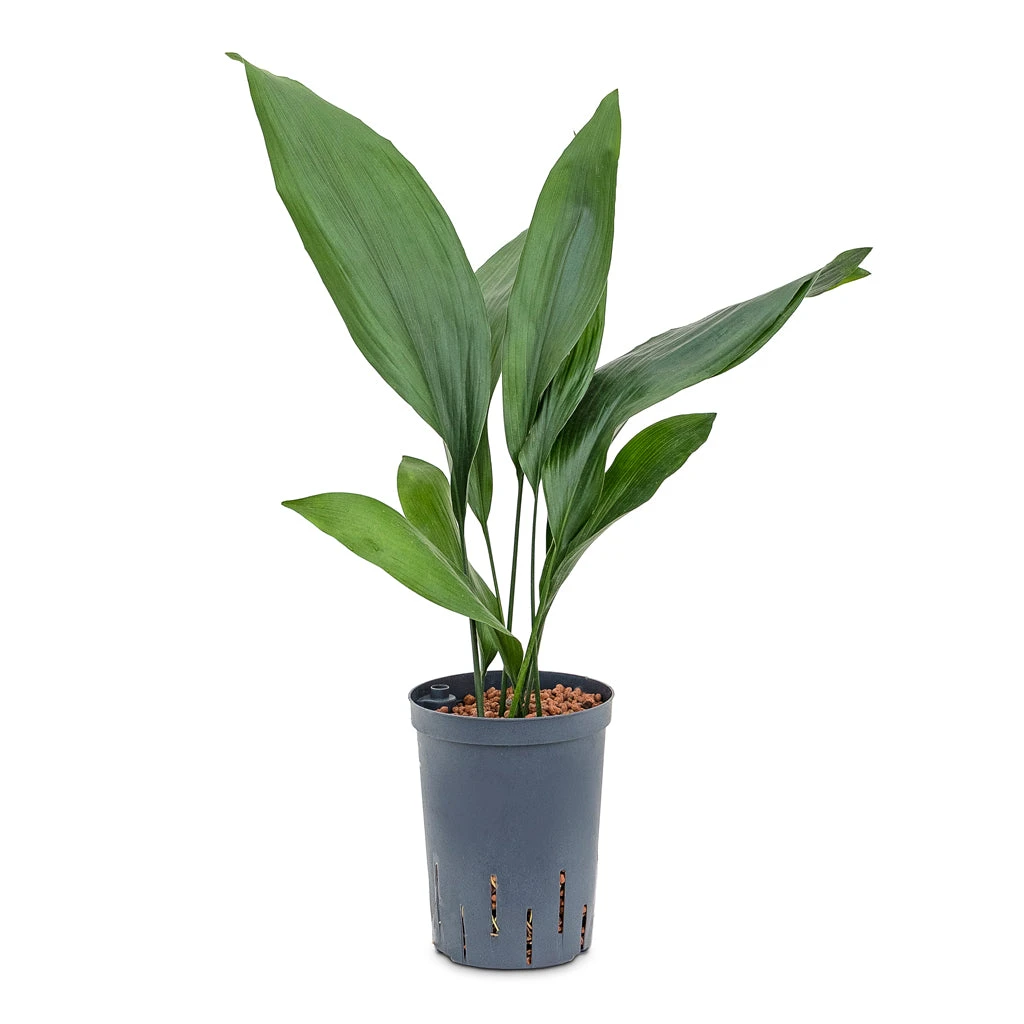 Aspidistra - Cast Iron Plant - HydroCare 6 Aspidistra - Cast Iron Plant - HydroCare - Image 6