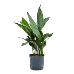 Aspidistra - Cast Iron Plant - HydroCare 11 Aspidistra - Cast Iron Plant - HydroCare -Indoor Plant Store Aspidistra Cast Iron Plant HydroCare 18 19x80cm