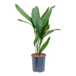 Aspidistra - Cast Iron Plant - HydroCare 10 Aspidistra - Cast Iron Plant - HydroCare -Indoor Plant Store Aspidistra Cast Iron Plant HydroCare 22 19x75cm
