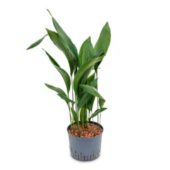 Aspidistra - Cast Iron Plant - HydroCare 9 Aspidistra - Cast Iron Plant - HydroCare -Indoor Plant Store Aspidistra Cast Iron Plant HydroCare 25 19x110cm