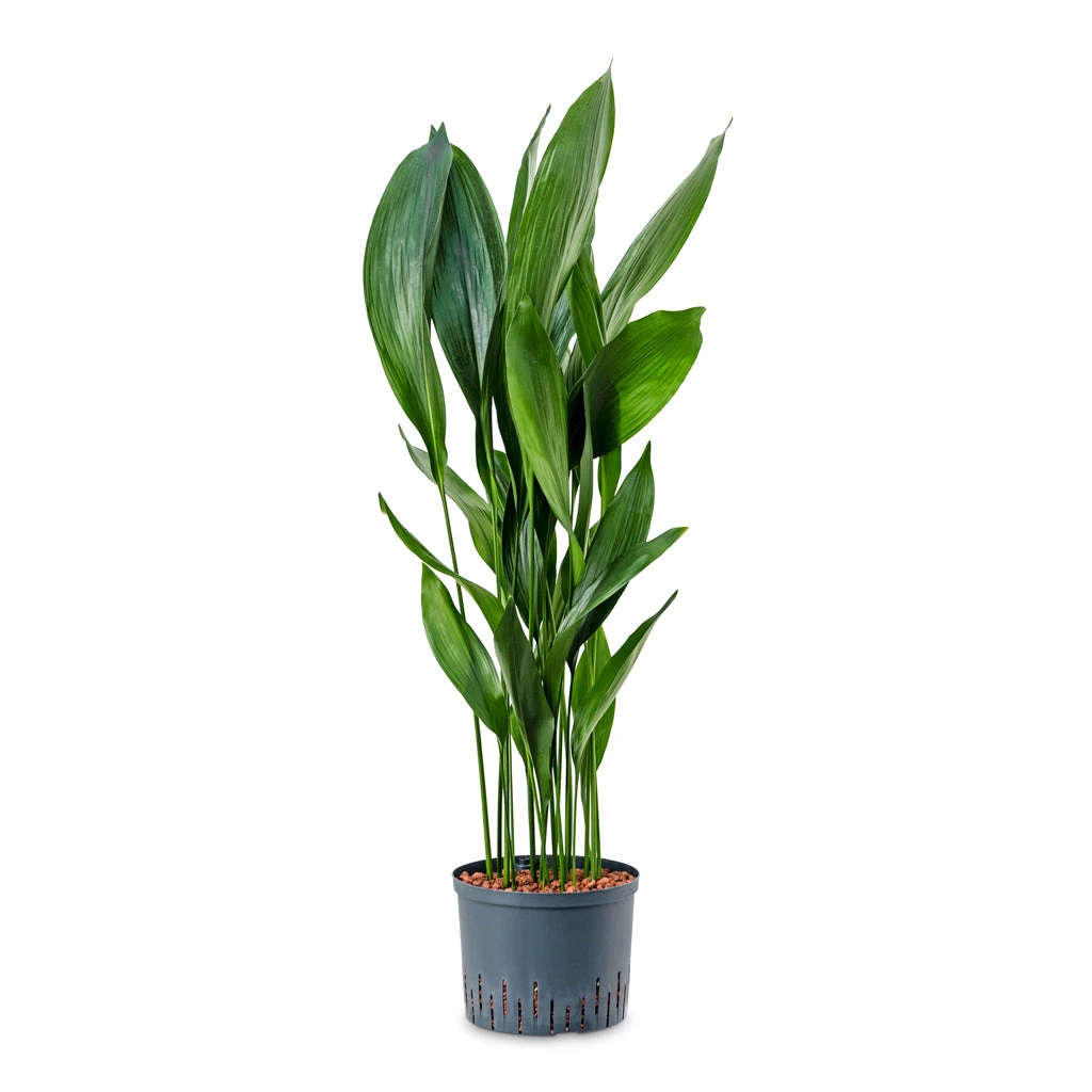 Aspidistra - Cast Iron Plant - HydroCare 1 Aspidistra - Cast Iron Plant - HydroCare