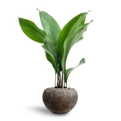 Luxe Lite Waterfall Globe Planter - Bronze -Indoor Plant Store Aspidistra Cast Iron Plant Hydroculture Luxe Lite Waterfall Globe Planter Bronze