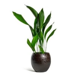 Kae Plant Pot - Mocha 16 Kae Plant Pot - Mocha -Indoor Plant Store Aspidistra Cast Iron Plant Kae Plant Pot Mocha 3f386780 9c79 4236 9def 4288bc96eaa8