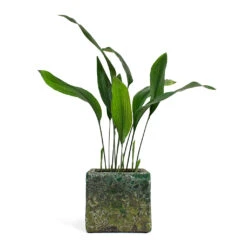 Lava Cube Relic Planter - Jade 26 Lava Cube Relic Planter - Jade -Indoor Plant Store Aspidistra Cast Iron Plant Lava Cube Relic Planter Jade