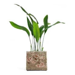 Lava Cube Relic Planter - Pink -Indoor Plant Store Aspidistra Cast Iron Plant Lava Cube Relic Planter Pink