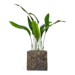 Lava Cube Relic Planter - Rust 9 Lava Cube Relic Planter - Rust -Indoor Plant Store Aspidistra Cast Iron Plant Lava Cube Relic Planter Rust