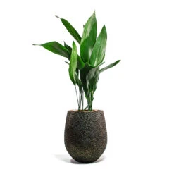 Opus Hit Darcy Planter - Gold 32 Opus Hit Darcy Planter - Gold -Indoor Plant Store Aspidistra Cast Iron Plant Opus Hit Darcy Planter Gold