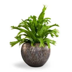 Luxe Lite Comet Globe Planter - Bronze -Indoor Plant Store Asplenium Crissie Amy Bird s Nest Fern 17x50cm Luxe Lite Comet Globe Planter Bronze 28x20cm 1 c3c2ba0c 6673 47ef bd5b c6dd0f84506b