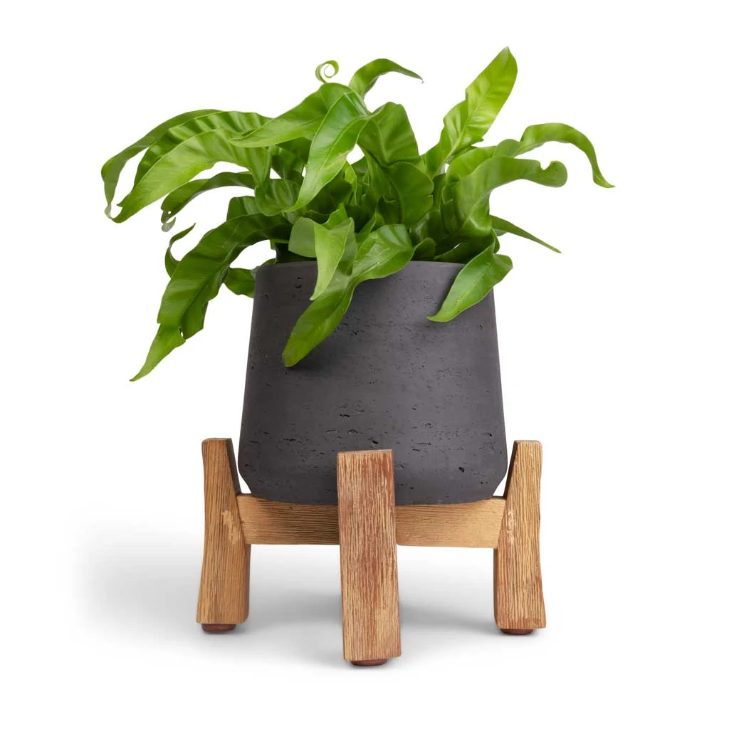 Patt Plant Pot - Low Stand - Black Washed 2 Patt Plant Pot - Low Stand - Black Washed - Image 2