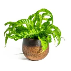Mya Plant Pot - Shiny Mocha -Indoor Plant Store Asplenium Hurricane Twisted Bird s Nest Fern Mya Plant Pot Shiny Mocha 15cm
