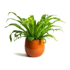 Charlotte Plant Pot - Orange 29 Charlotte Plant Pot - Orange -Indoor Plant Store Asplenium Hurricane Twisted Birds Nest Fern Charlotte Orange Plant Pot f03a254c 400c 432b a603 c15584115784
