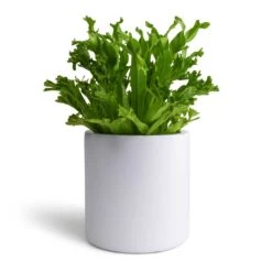 Puk Essentials Planter - Matt White -Indoor Plant Store Asplenium Leslie Crested Birds Nest Fern 12x20cm Puk Planter Matt White 15x15cm aa34af7b 0c01 4501 8871 432fb4441f4a
