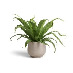 Mini Pixie Plant Pot - Grey Washed -Indoor Plant Store Asplenium Osaka Japanese Bird s Nest Fern 17x50 Mini Pixie Plant Pot Grey Washed 24x20cm 12393f8b 0b21 41a7 af0a 907baeb6f744