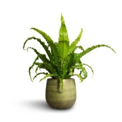 Lydia Plant Pot - Shiny Green -Indoor Plant Store Asplenium Osaka Japanese Bird s Nest Fern 17x50cm Lydia Plant Pot Shiny Green 22x20cm