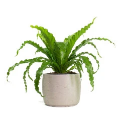 Mini Valerie Plant Pot - Grey Washed -Indoor Plant Store Asplenium Osaka Japanese Birds Nest Fern Mini Valerie Plant Pot Grey Washed