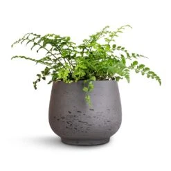 Mini Pixie Plant Pot - Black Washed -Indoor Plant Store Asplenium Parvati Mother Fern 12x25cm Mini Pixie Plant Pot Black Washed 18x15cm