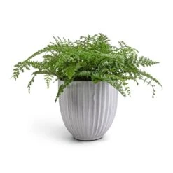 Lagos Plant Pot - Cement 15 Lagos Plant Pot - Cement -Indoor Plant Store Asplenium Parvati Mother Fern 17x40cm Lagos Plant Pot Cement 20x20cm 5045cd2a a65d 43f5 ac45 a5abee9f0caa