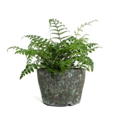 Lava Couple Straight Relic Planter - Jade -Indoor Plant Store Asplenium Parvati Mother Fern Lava Couple Straight Relic Planter Jade