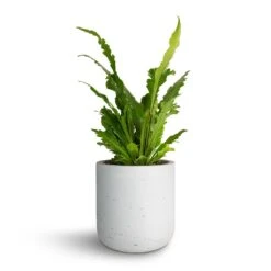 Asplenium Nidus Campio - Champion's Bird's Nest Fern -Indoor Plant Store Asplenium nidus Campio Champion s Bird s Nest Fern 12x30cm Charlie Plant Pot White Washed 15x15cm