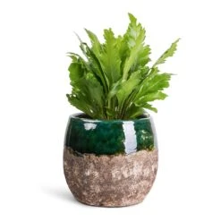 Lindy Plant Pot - Black Green -Indoor Plant Store Asplenium nidus Campio Champion s Bird s Nest Fern 12x30cm Lindy Plant Pot Black Green 19x16cm 7b57800e 1c0f 4e45 8351 f3fb8257b8d7