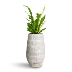 Ryan Plant Vase - White Black -Indoor Plant Store Asplenium nidus Campio Champion s Bird s Nest Fern 12x30cm Ryan Plant Vase White Black 18x30cm c0b96e39 3084 4da9 a4f0 e2439d711e47