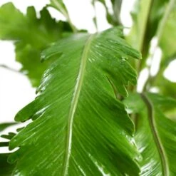 Asplenium Nidus Campio - Champion's Bird's Nest Fern -Indoor Plant Store Asplenium nidus Campio Champion s Bird s Nest Fern 17cm Close Up